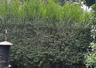 Affordable Landscaping Contractor